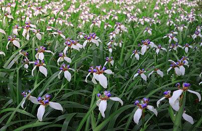 《宝可梦传说阿尔宙斯》疑似暗藏现代房间 或将有DLC